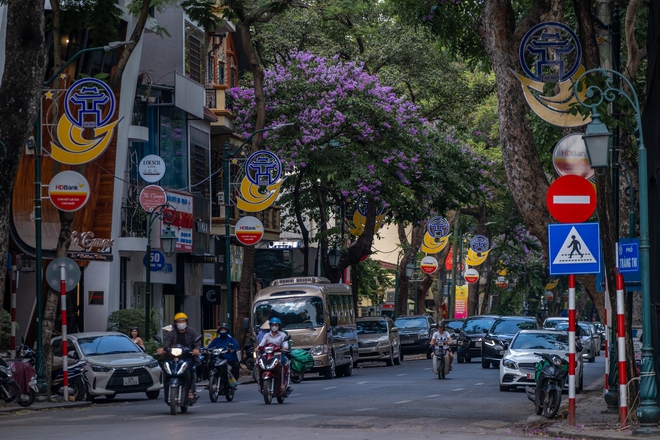 Từ đường phố Hà Nội tới MXH đều ngập sắc tím bằng lăng: Năm nào cũng nở nhưng năm nay bỗng phủ sóng khắp mọi mặt trận- Ảnh 26.