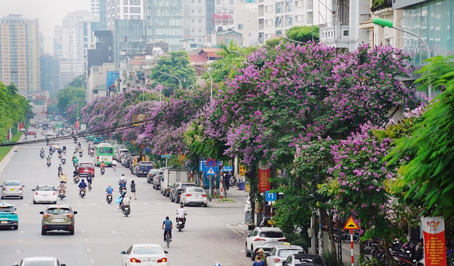 Từ đường phố Hà Nội tới MXH đều ngập sắc tím bằng lăng: Năm nào cũng nở nhưng năm nay bỗng phủ sóng khắp mọi mặt trận- Ảnh 6.