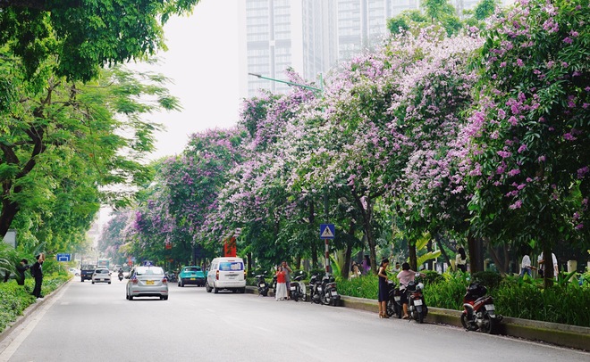 Từ đường phố Hà Nội tới MXH đều ngập sắc tím bằng lăng: Năm nào cũng nở nhưng năm nay bỗng phủ sóng khắp mọi mặt trận- Ảnh 8.