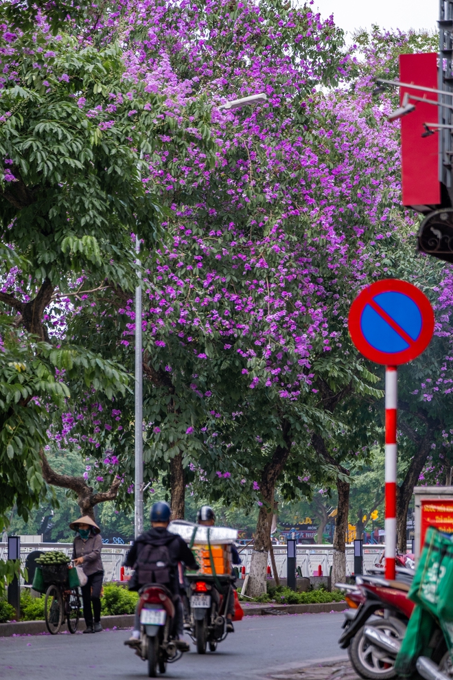 Từ đường phố Hà Nội tới MXH đều ngập sắc tím bằng lăng: Năm nào cũng nở nhưng năm nay bỗng phủ sóng khắp mọi mặt trận- Ảnh 13.