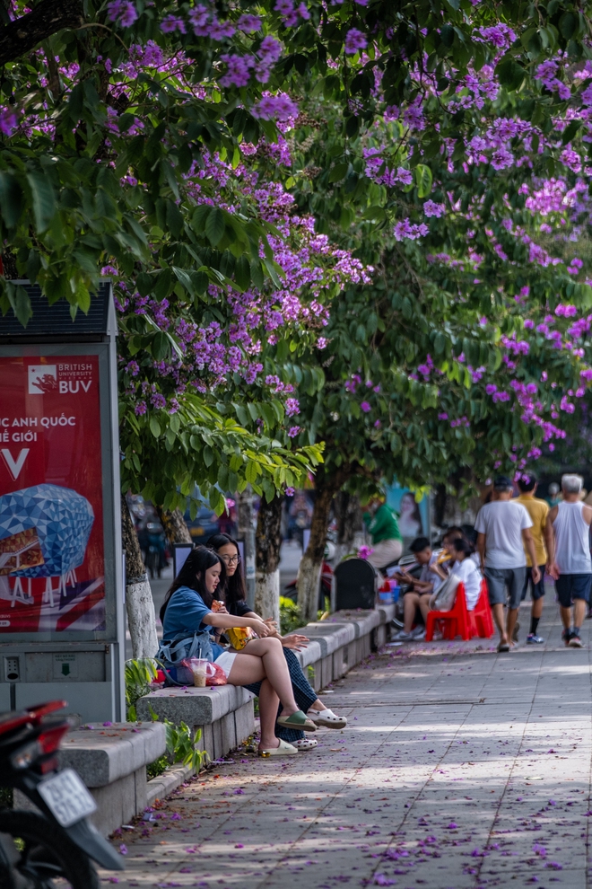 Từ đường phố Hà Nội tới MXH đều ngập sắc tím bằng lăng: Năm nào cũng nở nhưng năm nay bỗng phủ sóng khắp mọi mặt trận- Ảnh 14.