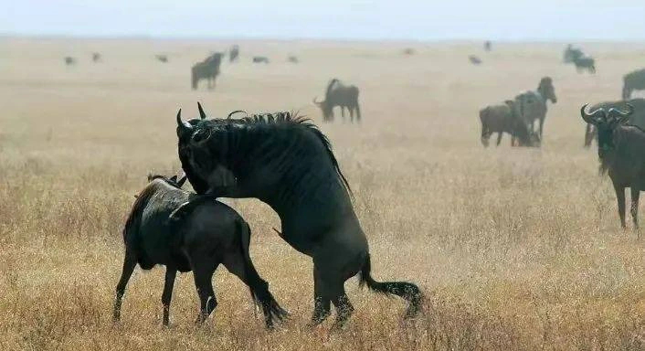 Khám phá bí mật của 'kho thịt di động' trên đồng cỏ châu Phi!- Ảnh 5.