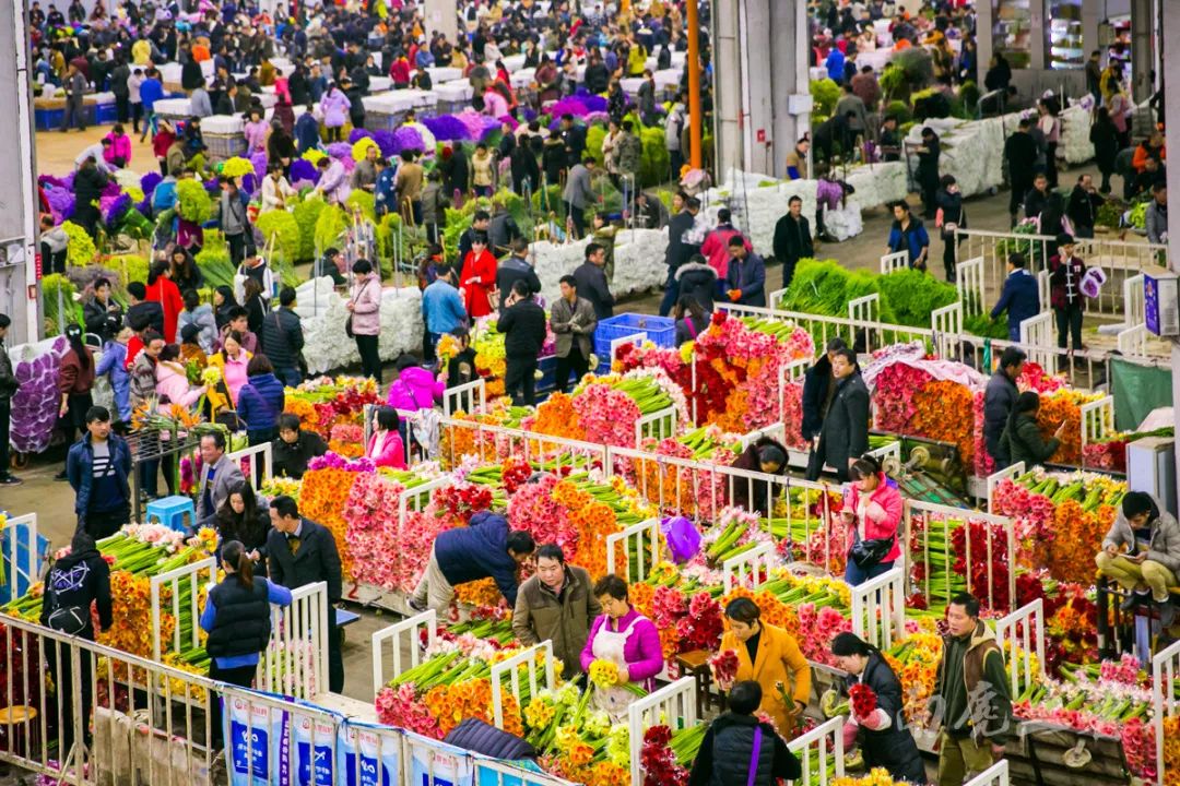 Dạo một vòng chợ hoa hoành tráng nhất Trung Quốc: Hơn 1.600 loại hoa thỏa sức mà lựa, giá rẻ chưa từng thấy- Ảnh 14.