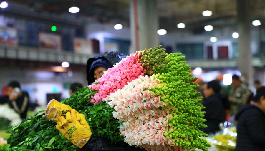 Dạo một vòng chợ hoa hoành tráng nhất Trung Quốc: Hơn 1.600 loại hoa thỏa sức mà lựa, giá rẻ chưa từng thấy- Ảnh 18.