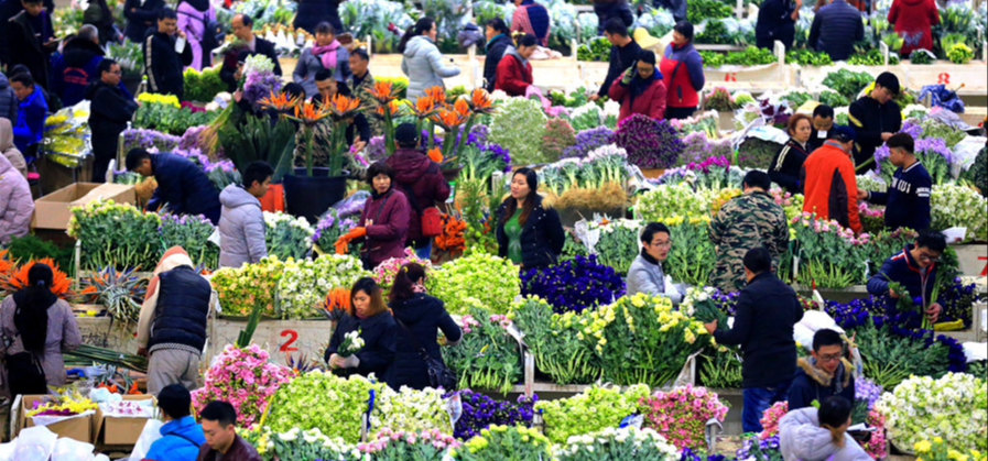 Dạo một vòng chợ hoa hoành tráng nhất Trung Quốc: Hơn 1.600 loại hoa thỏa sức mà lựa, giá rẻ chưa từng thấy- Ảnh 4.