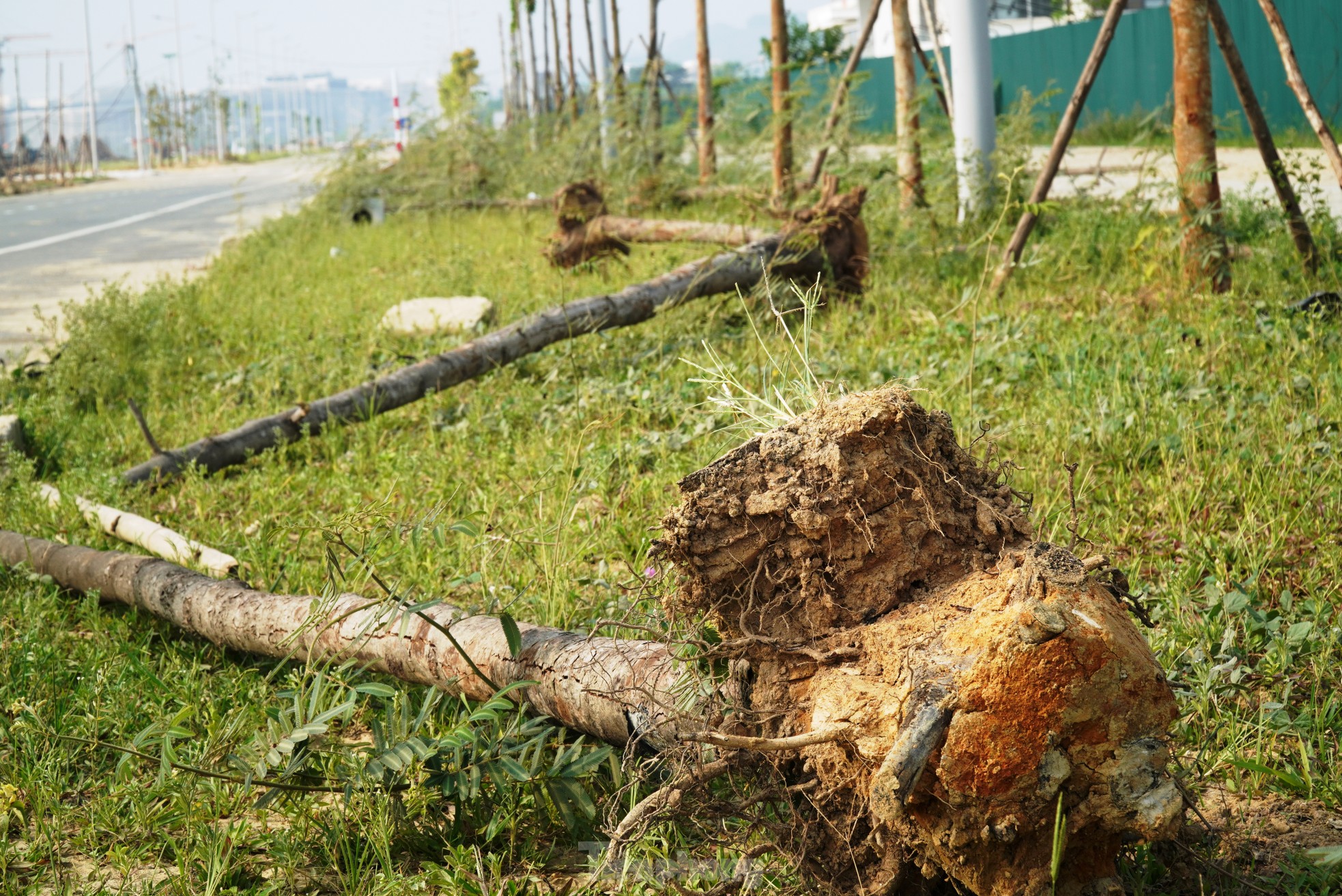 Cây xanh chết hàng loạt tại dự án đô thị xanh 'nghìn tỷ'- Ảnh 11.