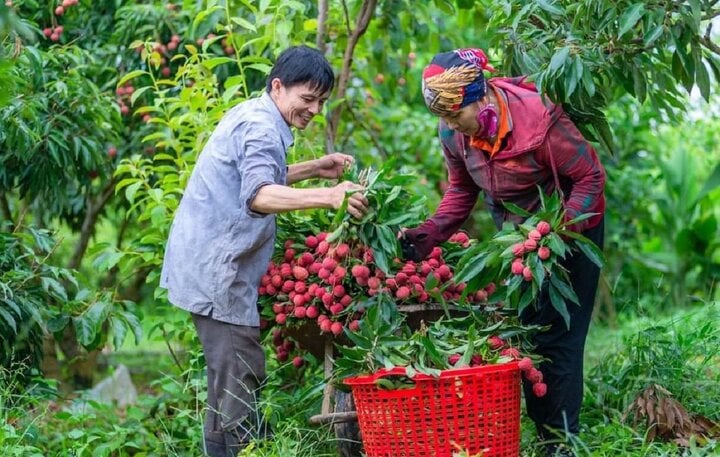 Bắc Giang bắt đầu thu hoạch vải thiều, giá tại vườn khoảng 35.000 đồng/kg- Ảnh 1.