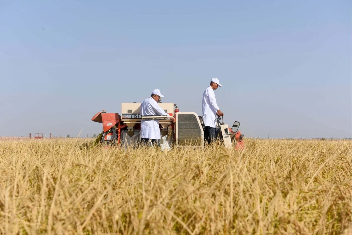 Trung Quốc trồng lúa thành công ở vùng sa mạc khắc nghiệt- Ảnh 1.