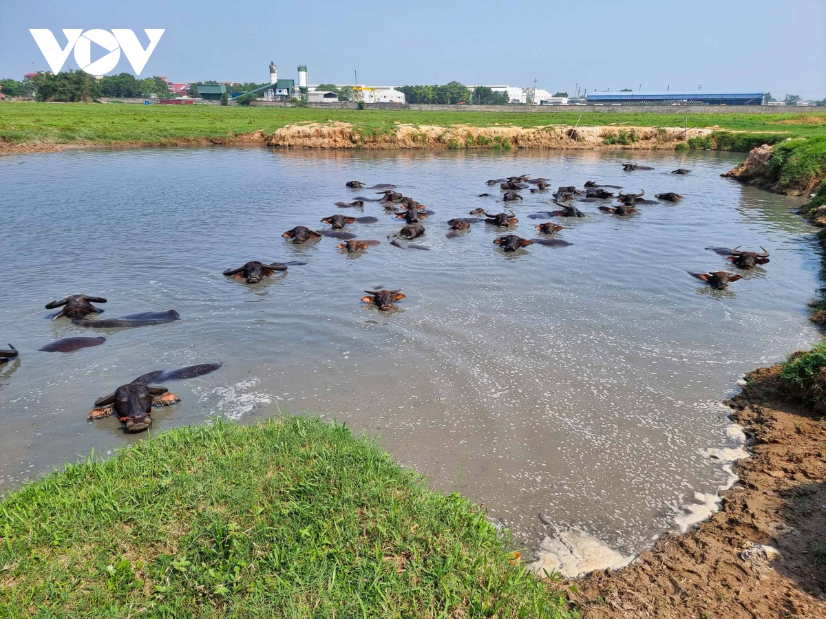 Hàng loạt dự án chậm tiến độ làm khổ người dân ở Bắc Ninh- Ảnh 6.