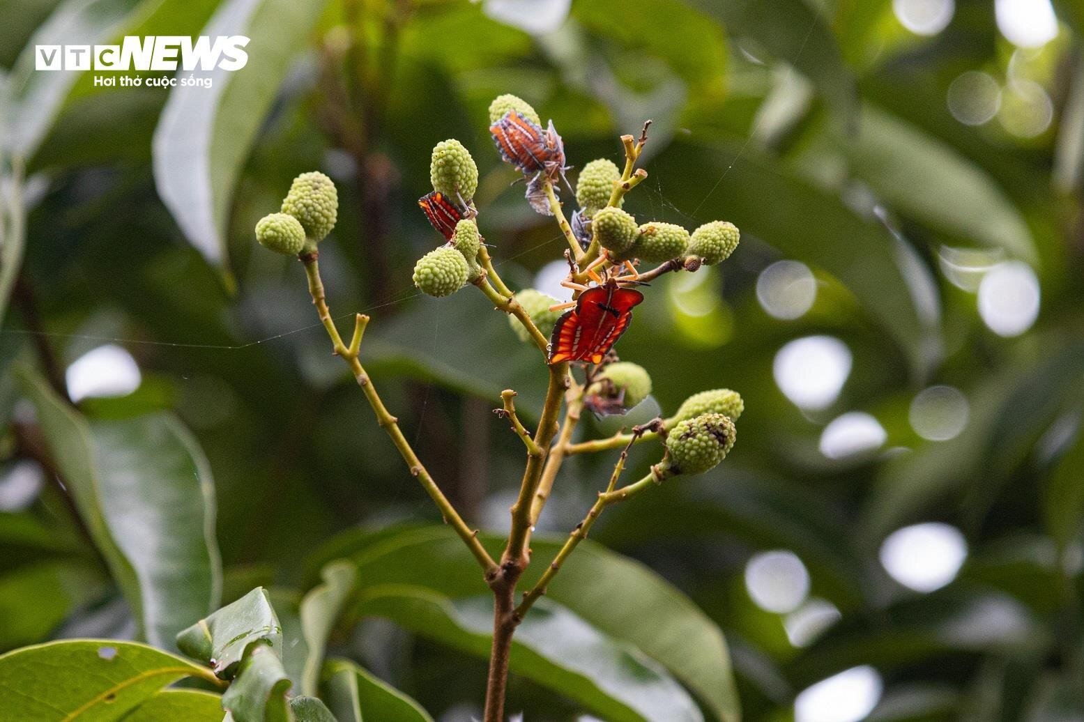 Mùa vải buồn ở Bắc Giang, mất nghìn tỷ đồng vì cây  ‘chột’ hoa- Ảnh 3.