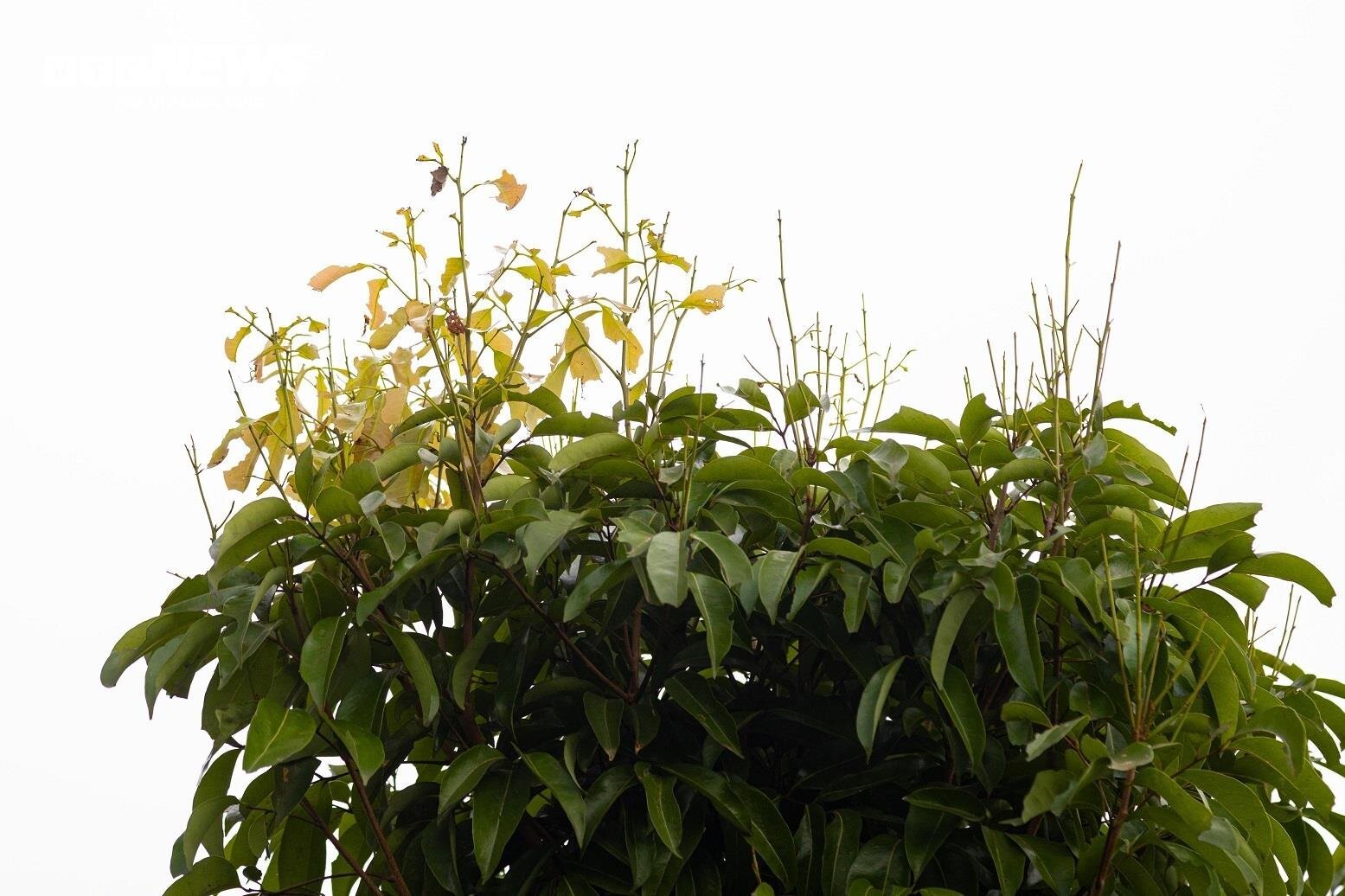 Mùa vải buồn ở Bắc Giang, mất nghìn tỷ đồng vì cây  ‘chột’ hoa- Ảnh 4.