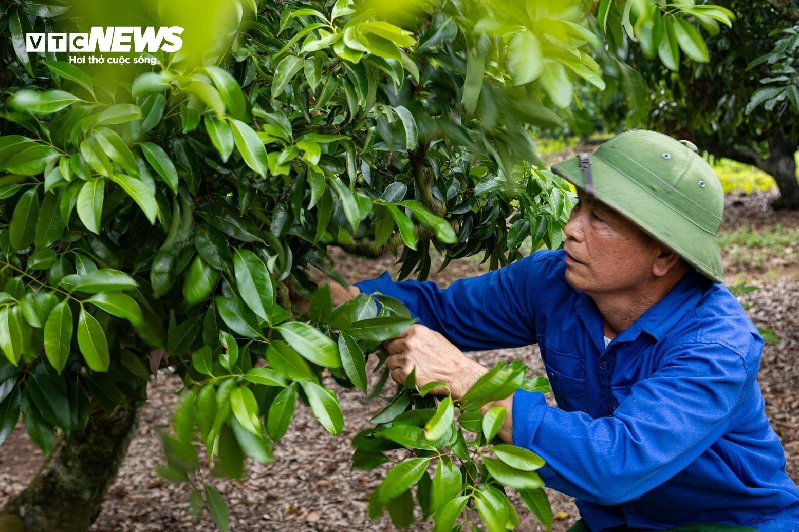 Mùa vải buồn ở Bắc Giang, mất nghìn tỷ đồng vì cây  ‘chột’ hoa- Ảnh 1.