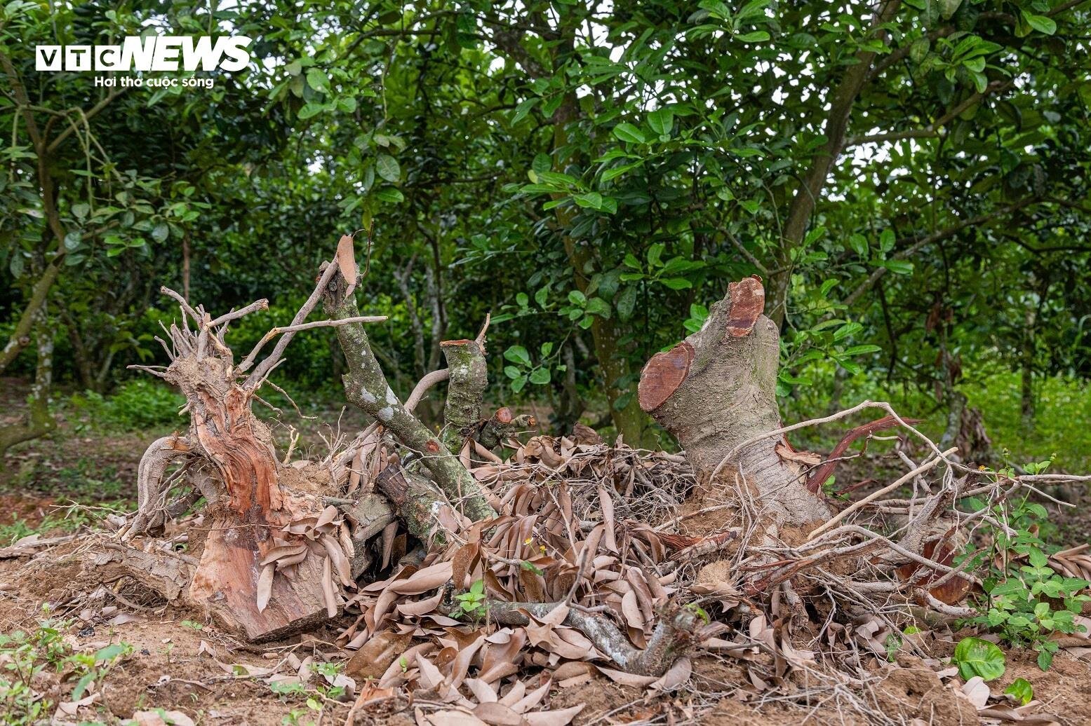 Mùa vải buồn ở Bắc Giang, mất nghìn tỷ đồng vì cây  ‘chột’ hoa- Ảnh 2.