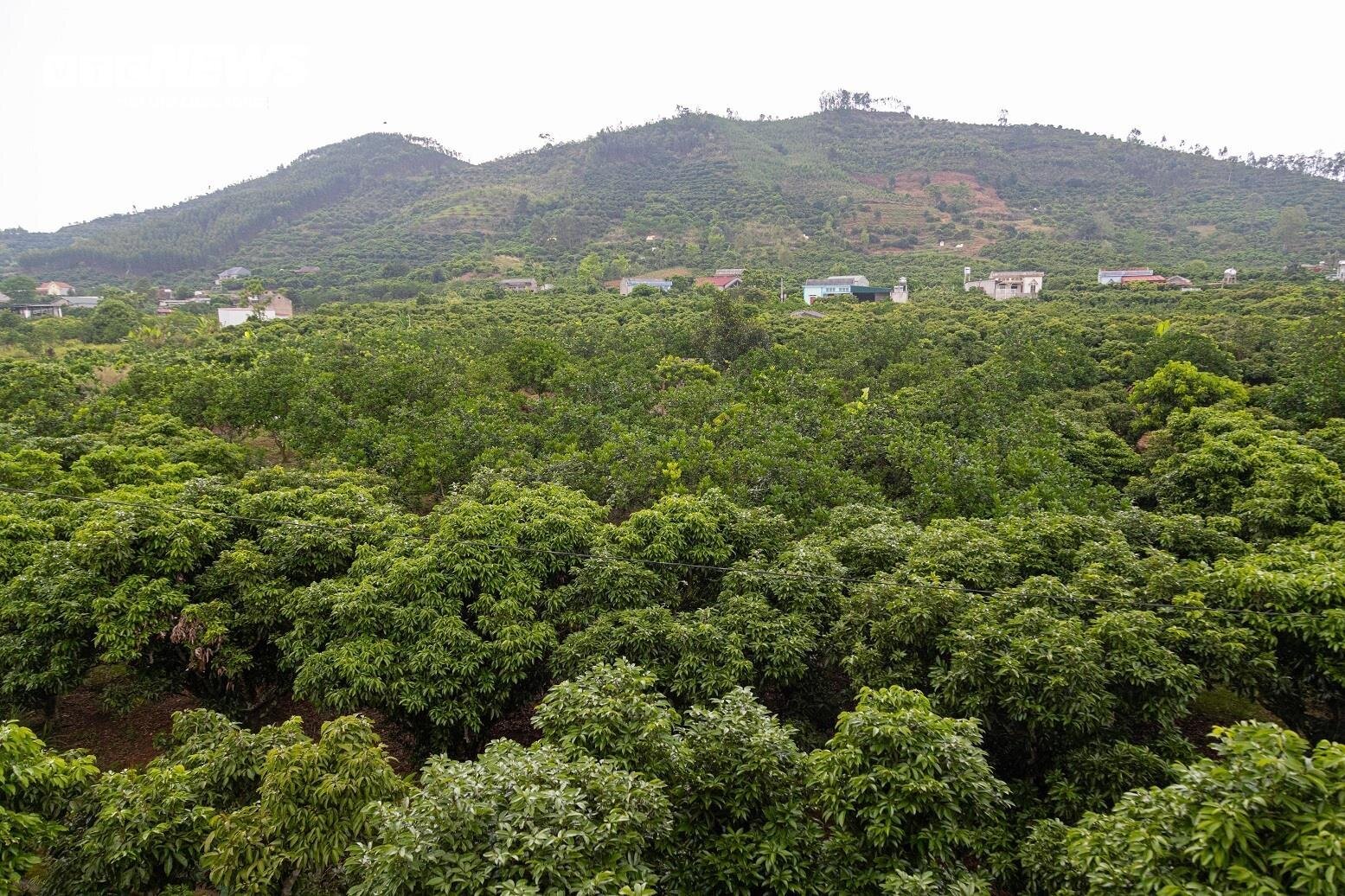 Mùa vải buồn ở Bắc Giang, mất nghìn tỷ đồng vì cây  ‘chột’ hoa- Ảnh 5.