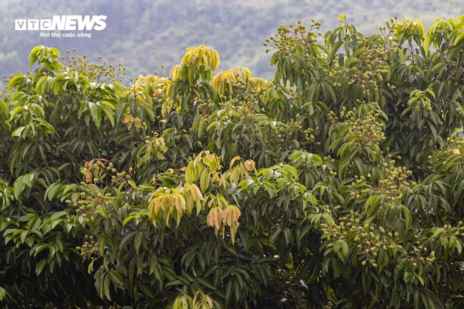 Mùa vải buồn ở Bắc Giang, mất nghìn tỷ đồng vì cây  ‘chột’ hoa- Ảnh 8.