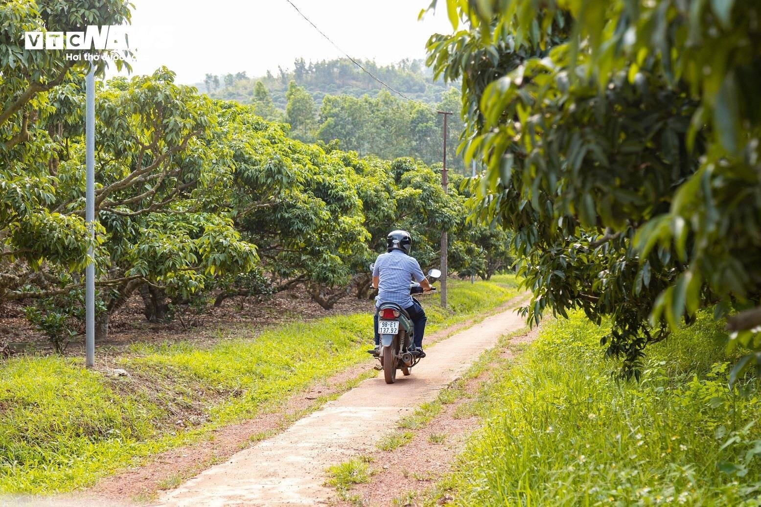 Mùa vải buồn ở Bắc Giang, mất nghìn tỷ đồng vì cây  ‘chột’ hoa- Ảnh 11.