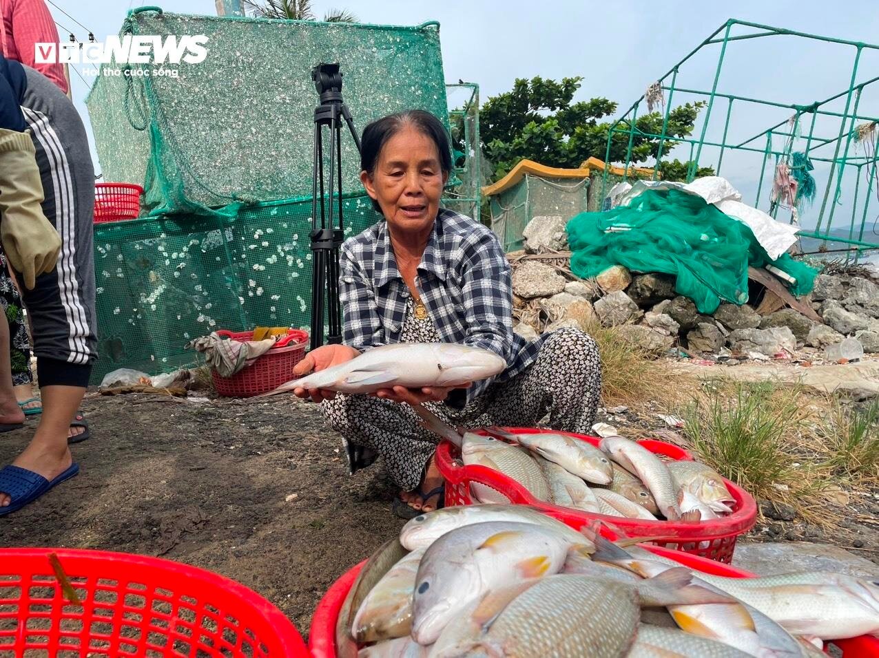 Hơn 60 tấn tôm hùm bị chết ở Phú Yên, người nuôi cay đắng bán giá 50.000 đồng/kg- Ảnh 8.