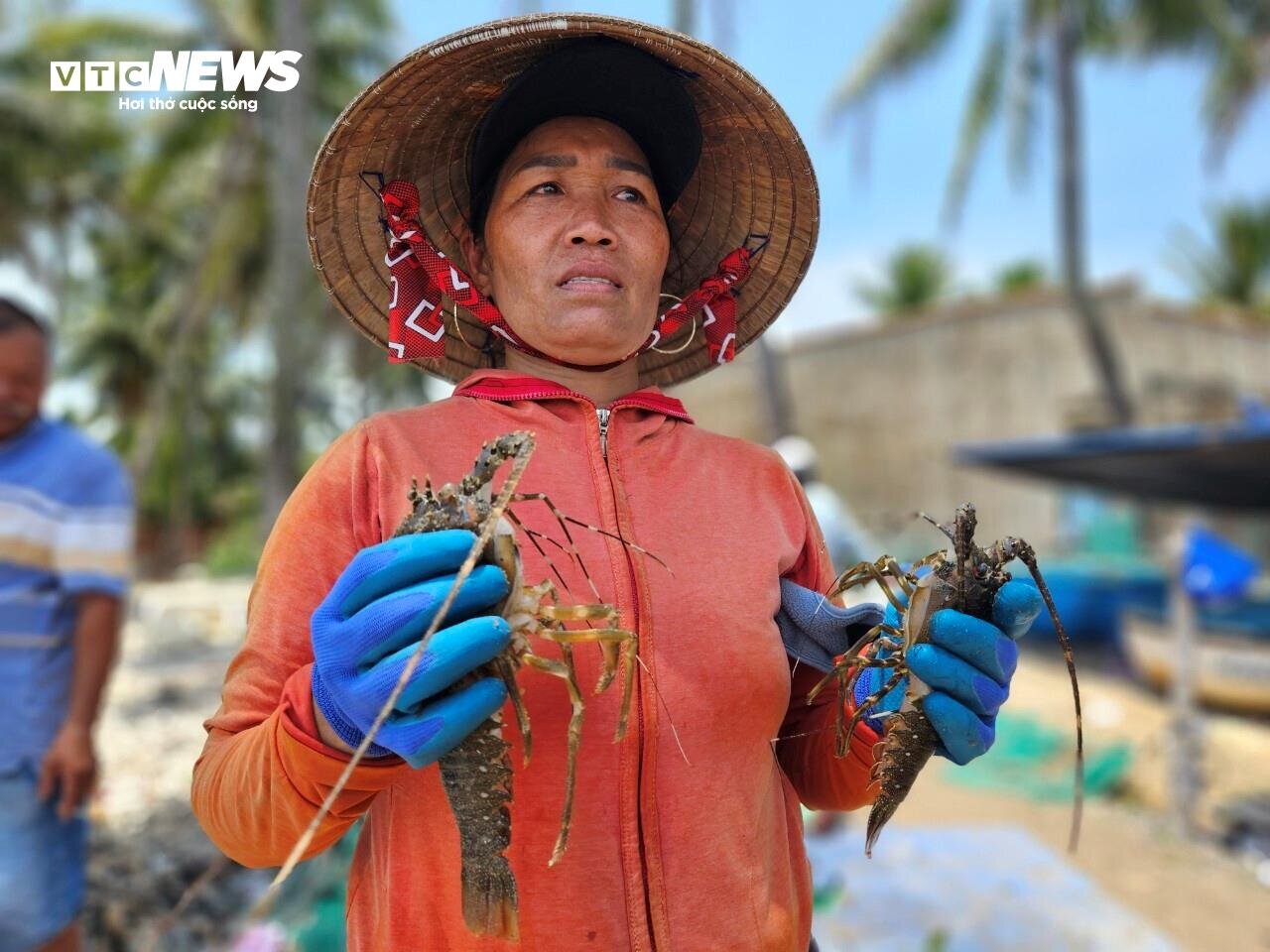 Hơn 60 tấn tôm hùm bị chết ở Phú Yên, người nuôi cay đắng bán giá 50.000 đồng/kg- Ảnh 3.