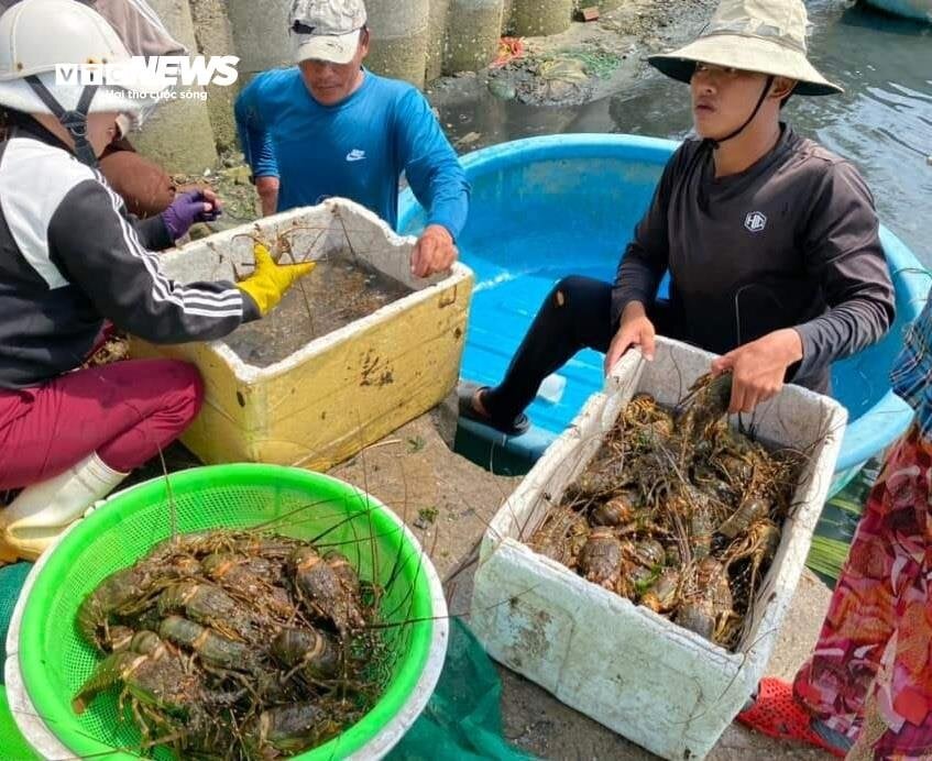 Hơn 60 tấn tôm hùm bị chết ở Phú Yên, người nuôi cay đắng bán giá 50.000 đồng/kg- Ảnh 11.