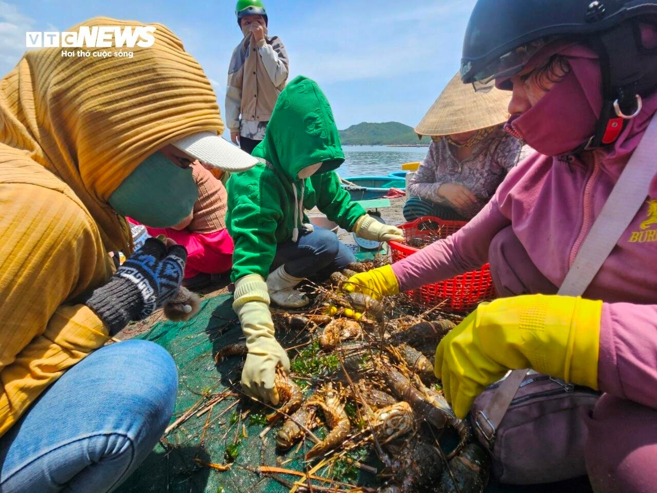 Hơn 60 tấn tôm hùm bị chết ở Phú Yên, người nuôi cay đắng bán giá 50.000 đồng/kg- Ảnh 1.