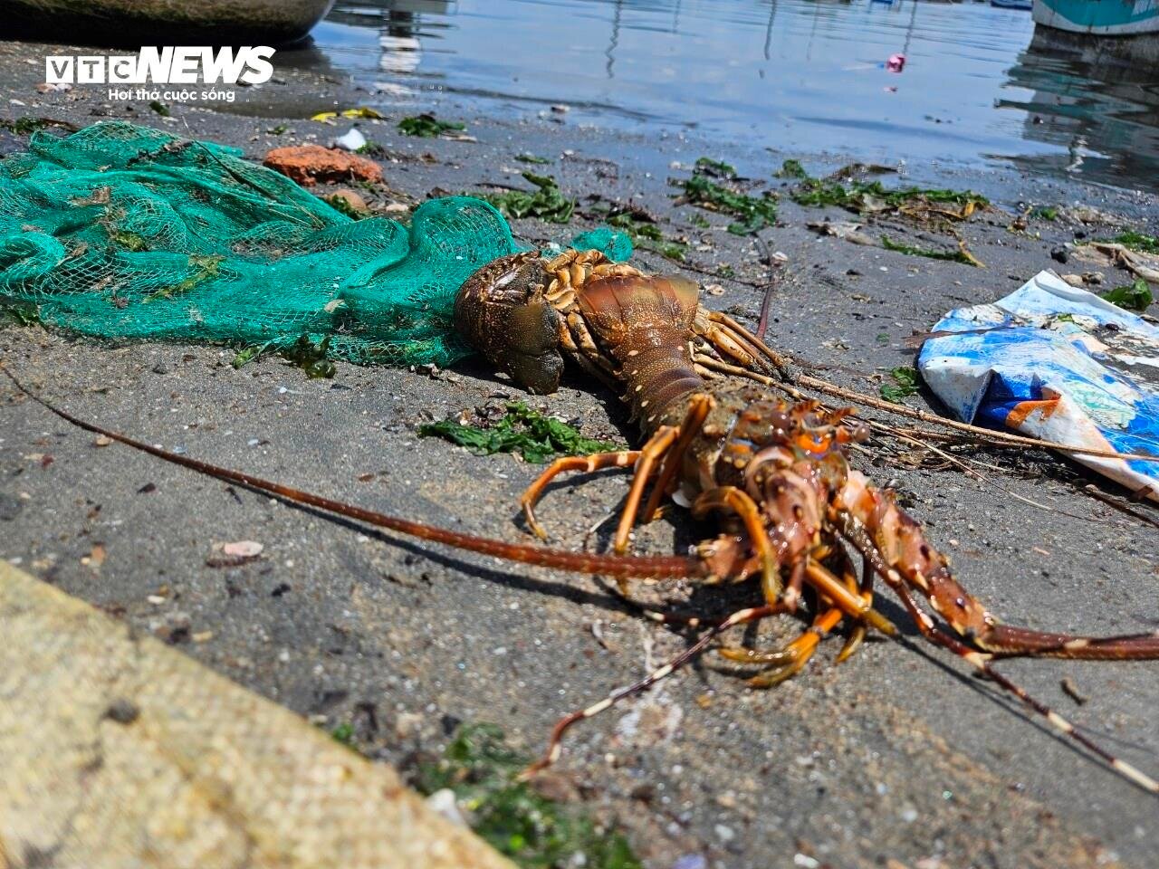 Hơn 60 tấn tôm hùm bị chết ở Phú Yên, người nuôi cay đắng bán giá 50.000 đồng/kg- Ảnh 4.