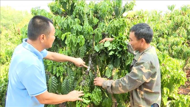 Hạn hán, sâu bệnh ảnh hưởng nặng tới năng suất cây cà phê- Ảnh 3.