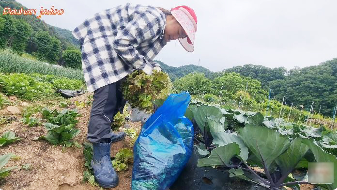 Kiếm 60 triệu/ngày nhờ lên núi hái rau, dâu Việt ở Hàn kéo cả bố mẹ sang làm nông, đào sâm rừng- Ảnh 9.