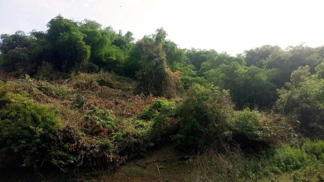Thông tin mới vụ cựu bí thư huyện ở Bình Định thâu tóm 138,4 ha đất rừng- Ảnh 1.