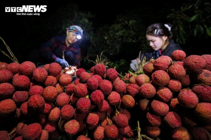 4 tấn vải thiều Bắc Giang đi nước ngoài, giá thu mua tại vườn tăng mạnh- Ảnh 1.