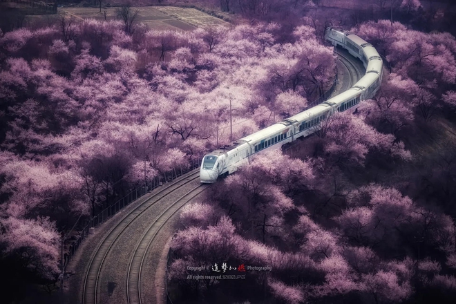 Hình ảnh đoàn tàu chạy vào biển hoa gây sốt cõi mạng Trung Quốc: Tưởng sản phẩm AI, nhưng là cảnh thật rất nổi tiếng- Ảnh 4.