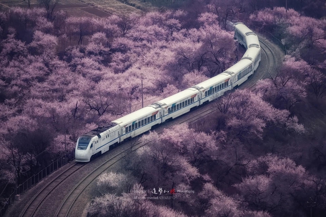 Hình ảnh đoàn tàu chạy vào biển hoa gây sốt cõi mạng Trung Quốc: Tưởng sản phẩm AI, nhưng là cảnh thật rất nổi tiếng- Ảnh 3.