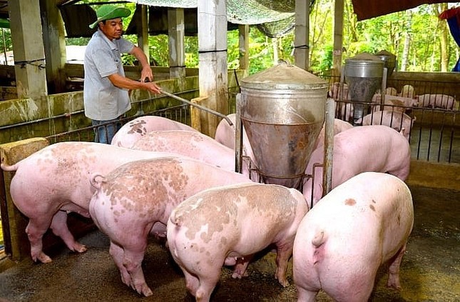 Giá lợn hơi tăng cao nhất trong 2 năm- Ảnh 1.