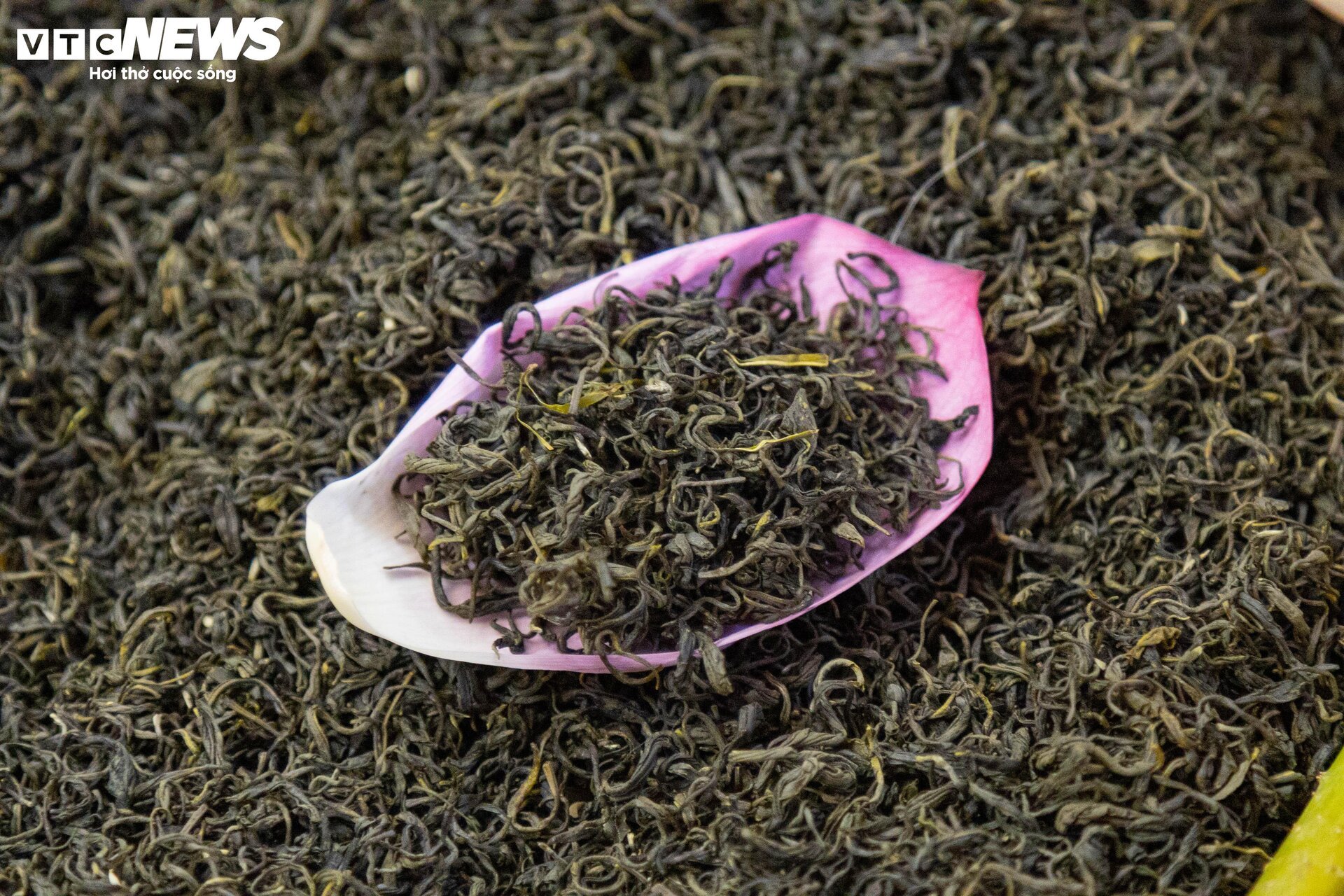Cận cảnh quy trình ướp loại trà sen đắt đỏ nhất Hà thành, giá chục triệu đồng/kg- Ảnh 12.