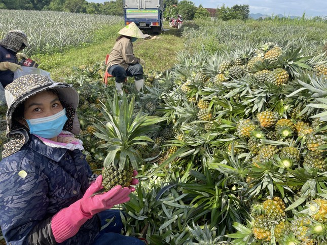 Được mùa dứa 'nữ hoàng', nông dân Nghệ An thu hàng trăm triệu đồng- Ảnh 2.