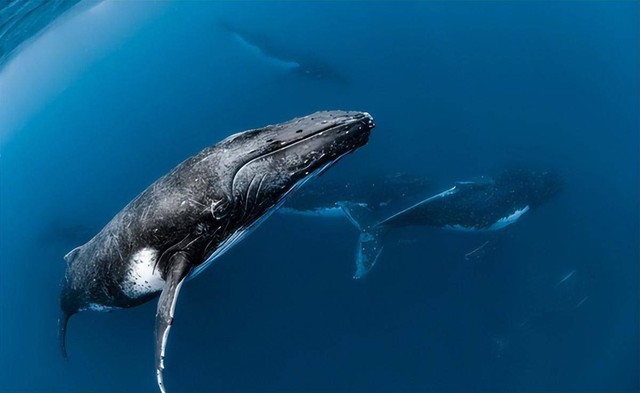 Vì sao cá voi có khả năng lặn sâu hơn tàu ngầm hạt nhân?- Ảnh 5.