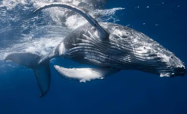 Vì sao cá voi có khả năng lặn sâu hơn tàu ngầm hạt nhân?- Ảnh 3.