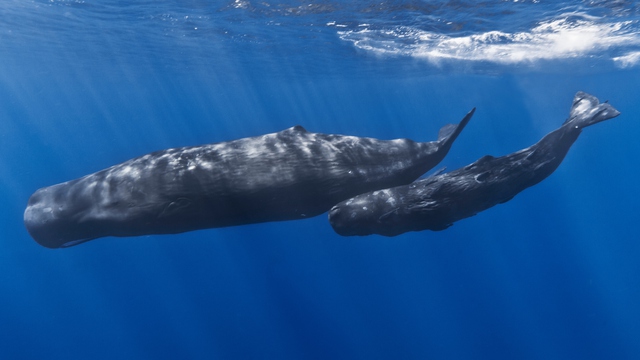 Vì sao cá voi có khả năng lặn sâu hơn tàu ngầm hạt nhân?- Ảnh 1.