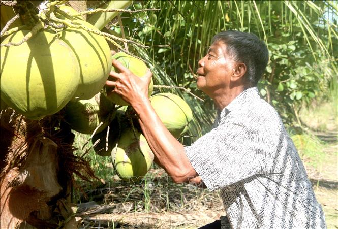 Giá dừa sáp Trà Vinh tăng cao trước mùa lễ hội- Ảnh 1.