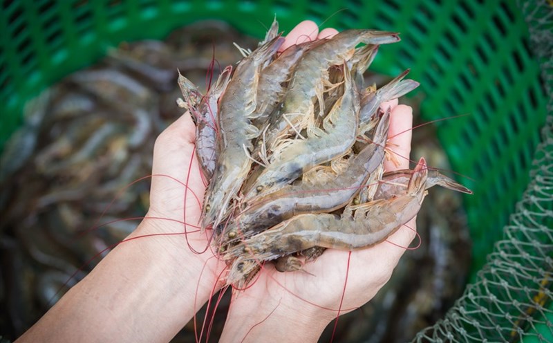 Cất tôm trong tủ lạnh nhớ cho thêm thứ gia vị này: Nhà nào cũng có, để cả tháng tôm vẫn tươi ngon như mới- Ảnh 5.