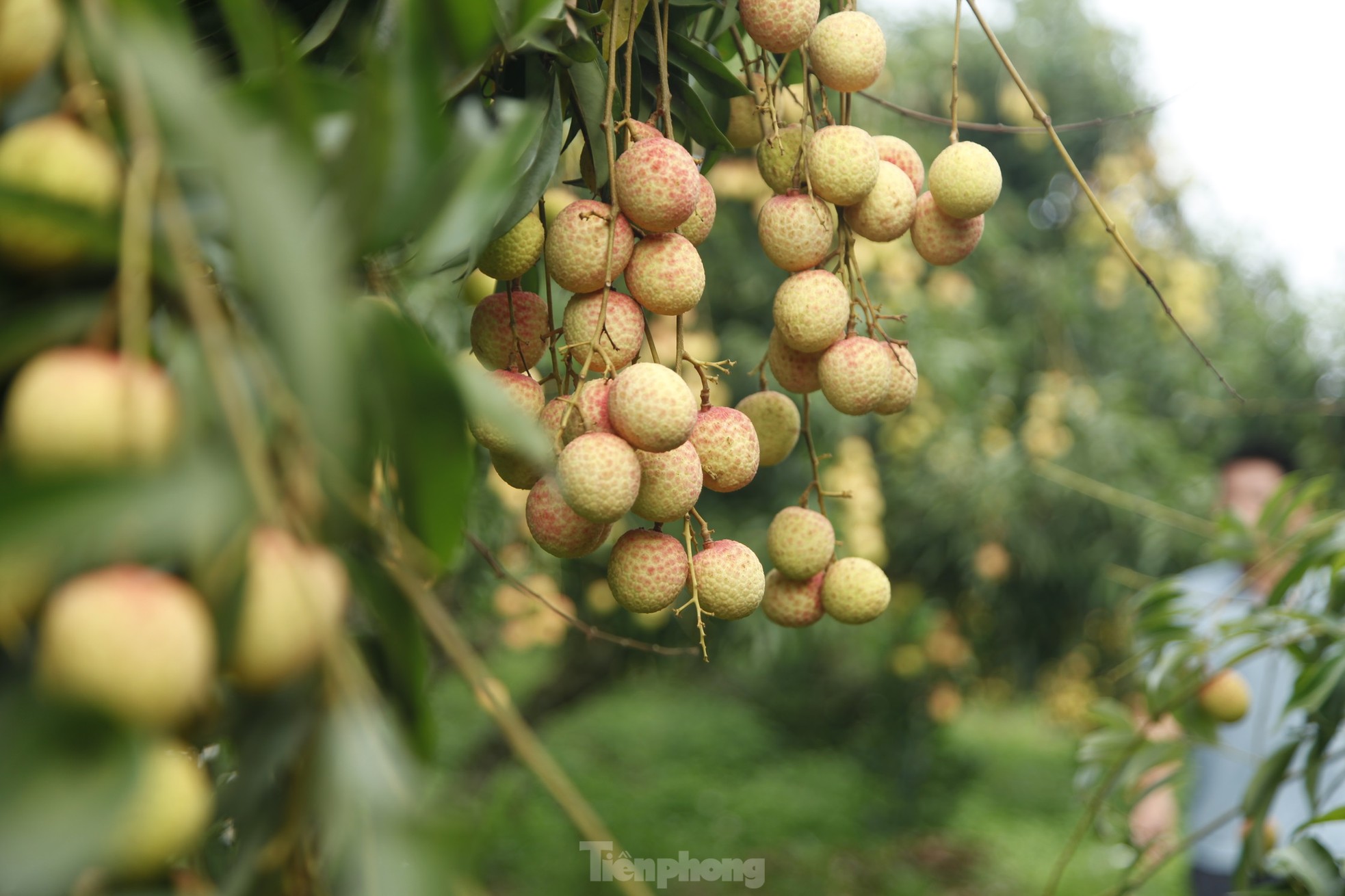 Hiếm hoi vườn vải thiều trĩu quả trong năm Bắc Giang mất mùa- Ảnh 7.