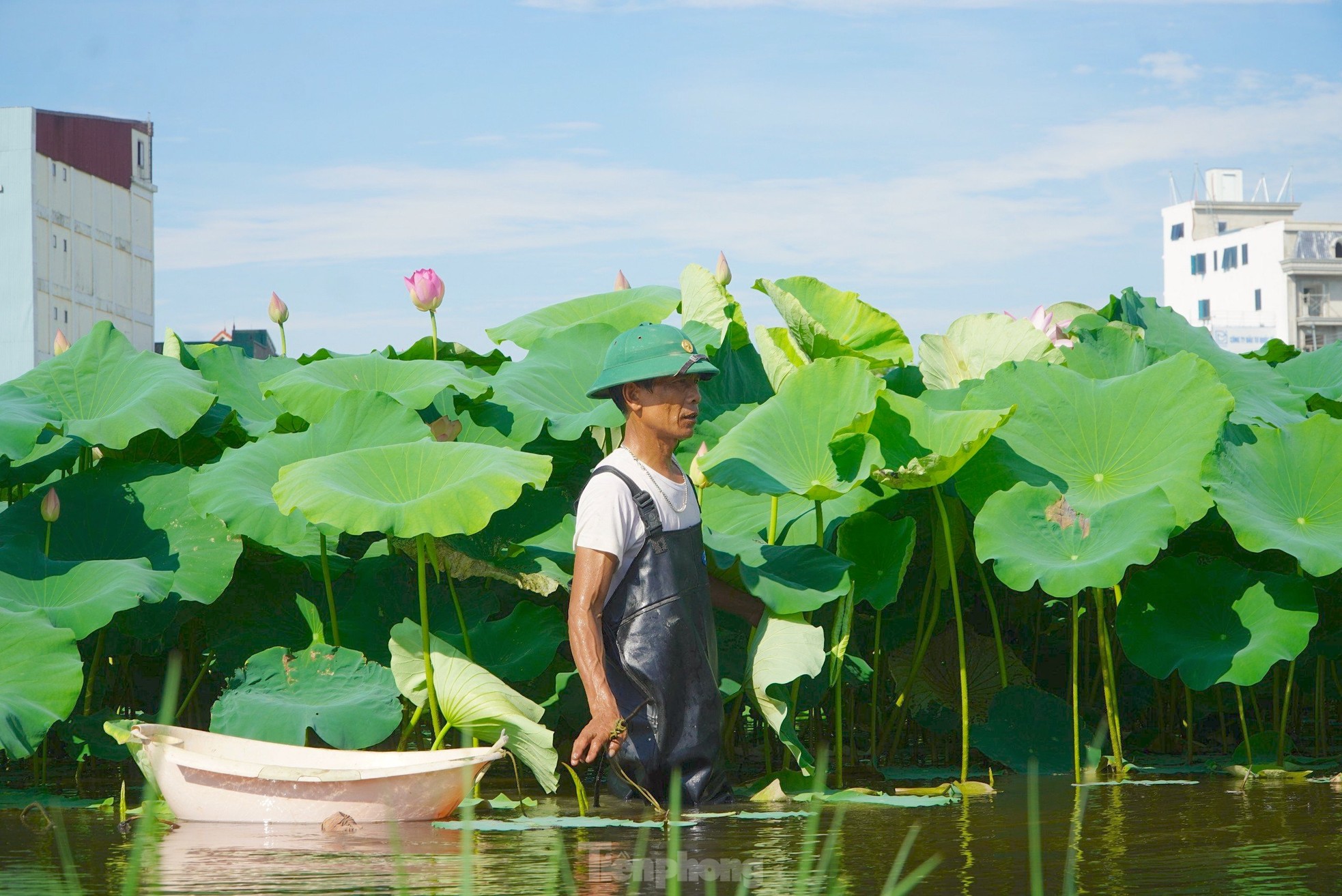 Lội bùn lấy ngó sen, nông dân kiếm bộn tiền- Ảnh 4.