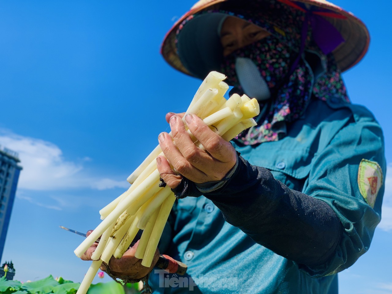 Lội bùn lấy ngó sen, nông dân kiếm bộn tiền- Ảnh 14.