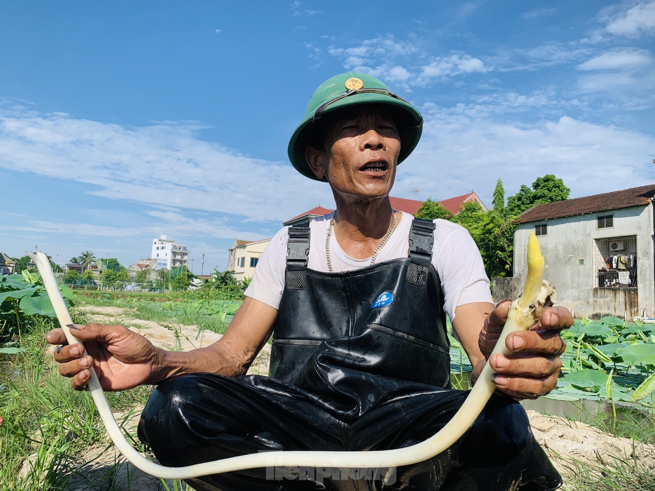 Lội bùn lấy ngó sen, nông dân kiếm bộn tiền- Ảnh 7.