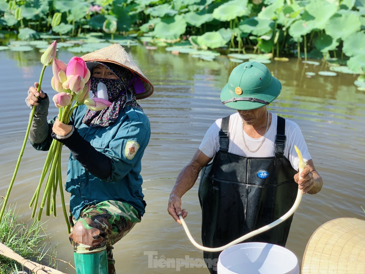 Lội bùn lấy ngó sen, nông dân kiếm bộn tiền- Ảnh 3.