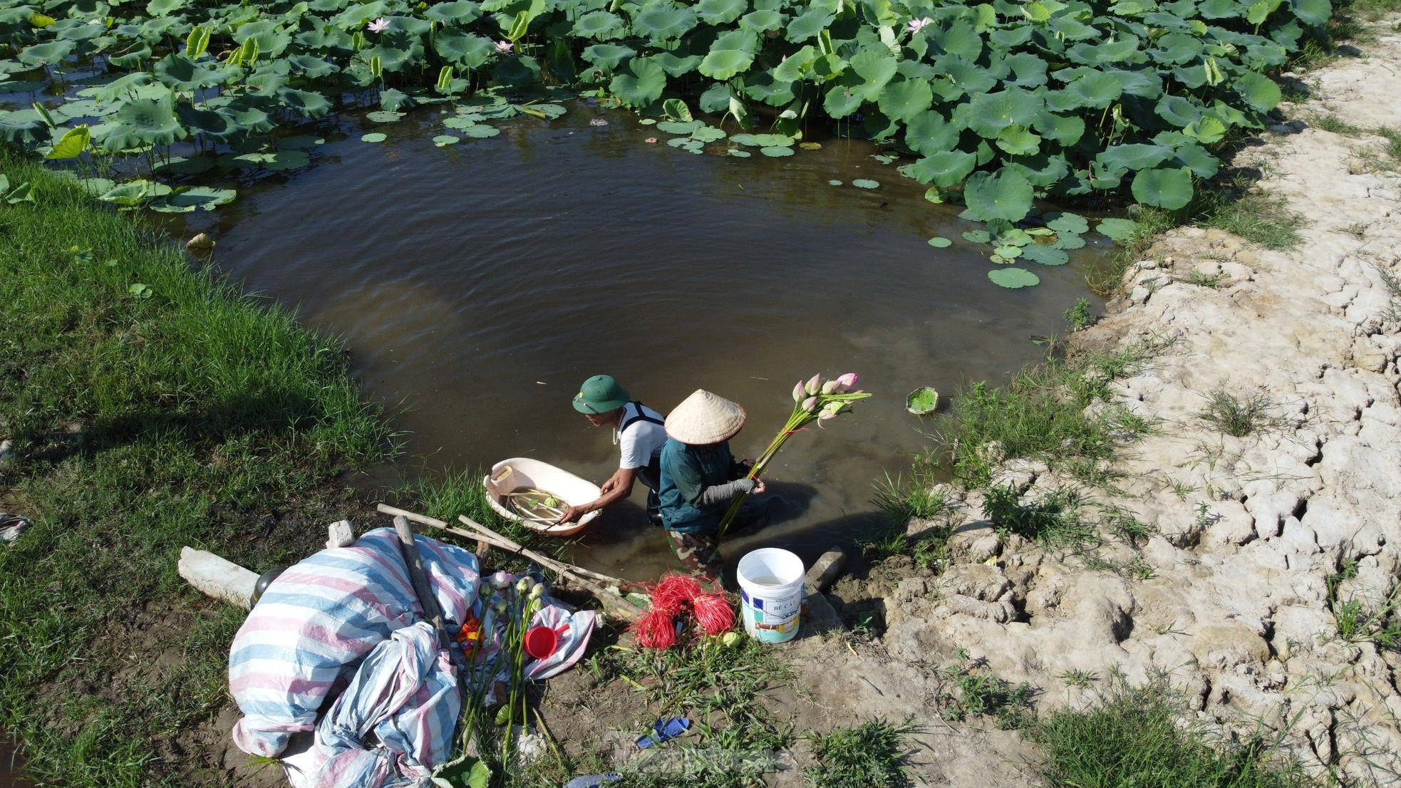 Lội bùn lấy ngó sen, nông dân kiếm bộn tiền- Ảnh 6.