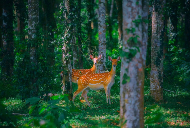 HOT: Vườn quốc gia Cúc Phương mở tour đêm đi ngắm đom đóm và xem động vật hoang dã giữa rừng- Ảnh 2.