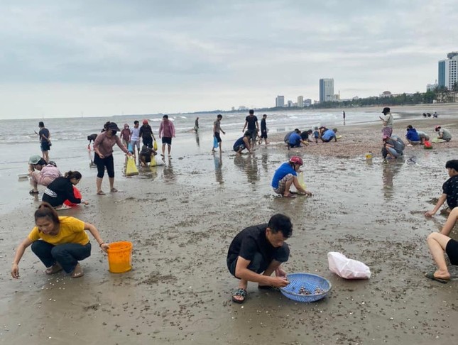 'Lộc biển' dạt vào trắng bờ cát, người dân đua nhau nhặt về ăn- Ảnh 3.