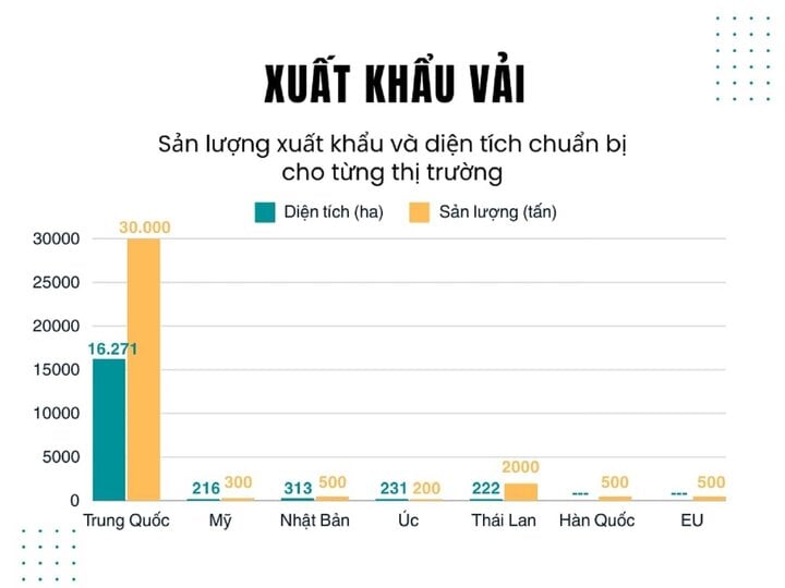 Vải thiều mất mùa, doanh nghiệp giảm sản lượng xuất khẩu- Ảnh 6.