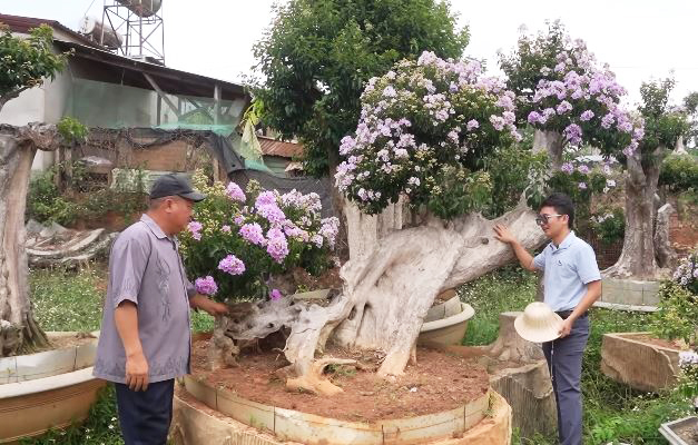 Vườn bằng lăng trăm tỷ tốn 1,5 triệu/ngày thuê người tưới, chủ tự hào 