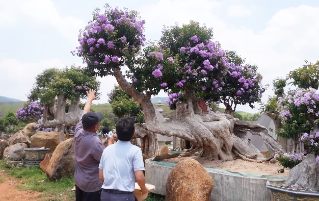 Vườn bằng lăng trăm tỷ tốn 1,5 triệu/ngày thuê người tưới, chủ tự hào 